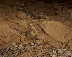 Eriogonum viridescens