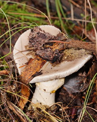 Amanita grisella