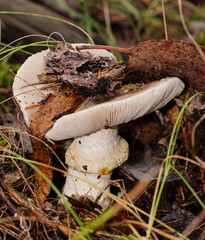 Amanita grisella