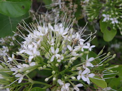 Pavetta indica