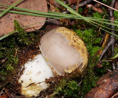 Amanita grisella