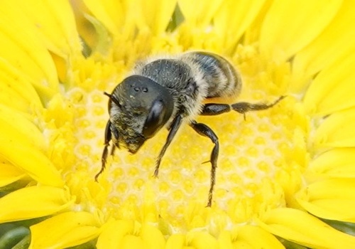 photo of Leafcutter, Mortar, And Resin Bees (Megachile)