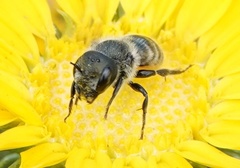 Osmia coloradensis