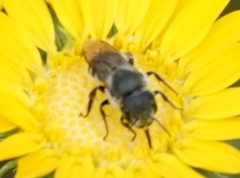 Osmia coloradensis
