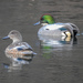 Falcated Duck - Photo (c) jitensha2021, some rights reserved (CC BY-NC)