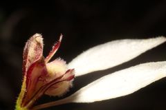 Eriochilus dilatatus