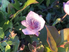 Calochortus tolmiei