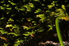 Eccremidium pulchellum