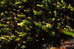 Eccremidium pulchellum