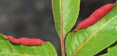 Forda marginata