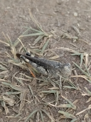 Austroicetes pusilla