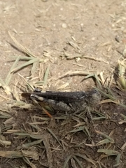 Austroicetes pusilla