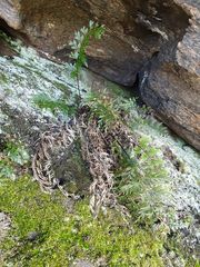 Asplenium aethiopicum