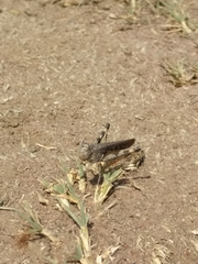 Austroicetes pusilla