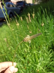 Plantago lanceolata