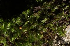 Ceramanus clatritexta