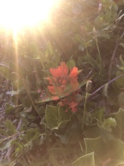 Castilleja litoralis