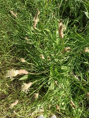 Plantago lanceolata