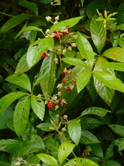 Rubus cochinchinensis