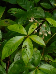 Rubus cochinchinensis