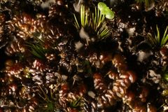 Frullania falciloba