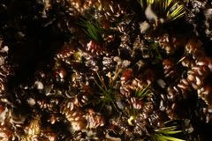 Frullania falciloba