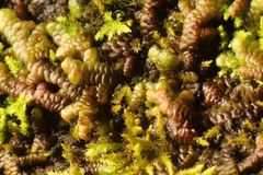 Frullania falciloba