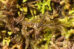 Frullania falciloba