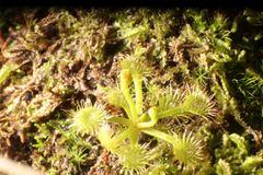 Drosera modesta
