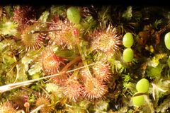 Drosera modesta