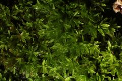 Calymperastrum latifolium