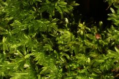 Calymperastrum latifolium