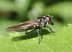 Cheilosia variabilis