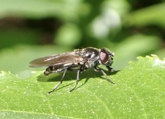 Cheilosia variabilis
