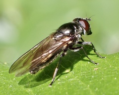 Cheilosia variabilis