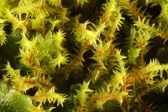 Triquetrella papillata