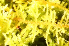 Thuidiopsis sparsa