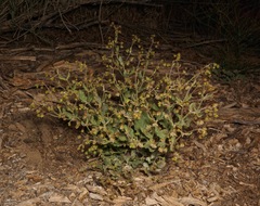 Eriogonum viridescens