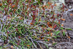 Cassiope lycopodioides