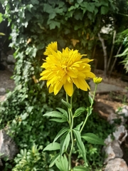 Rudbeckia