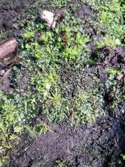 Philonotis australiensis