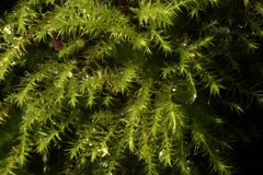 Philonotis australiensis