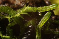 Riccia multifida