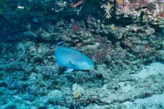 Chlorurus strongylocephalus