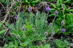 Oxytropis erecta