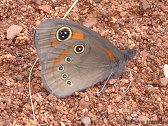 Paternympha narycia