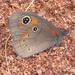 Spotted-eye Brown - Photo (c) Andrew Hankey, some rights reserved (CC BY-SA), uploaded by Andrew Hankey