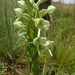Lightning Ghost Orchid - Photo (c) Andrew Hankey, some rights reserved (CC BY-SA), uploaded by Andrew Hankey