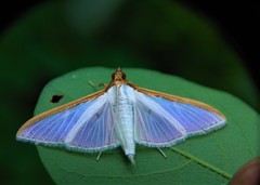 Cydalima