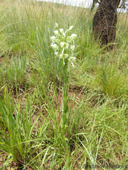 Habenaria epipactidea